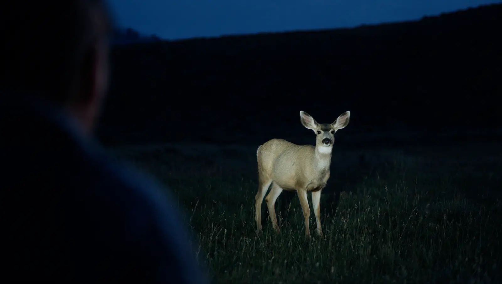 AI still, a deer in a field at night